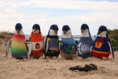 Aussie penguins in rehab take to hipster jumpers
