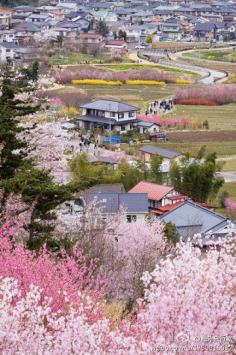 cherry blossom town in Xu Zhou, China 徐州樱花小镇