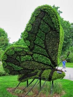 butterfly topiary - amazing topiary art