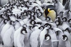 Emperor penguin parent with chicks, Aptenodytes forsteri, Antarctica © Frans Lanting / LUZphoto