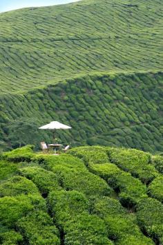 Dream Picnic: Cameron Highlands Resort In Pahang, Malaysia - Luxury Tea Plantation Hotel