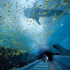 The largest aquarium in the world, Atlanta, GA, United States.