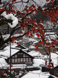 Persimmon and Snow scene by yubomojao, via Flickr- this color scheme reminds me of Snow White, because this is exactly what her mother was looking at when she wished for a daughter with hair as black as wood, lips as red as blood, and skin as white as snow.