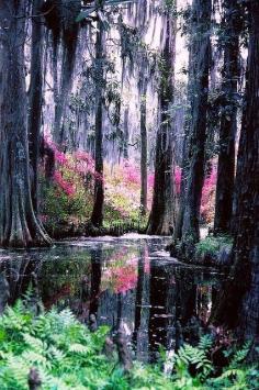 Astonishing Photos of Marvelous Places Around the World (Part 1) - Cypress Gardens, Florida, USA