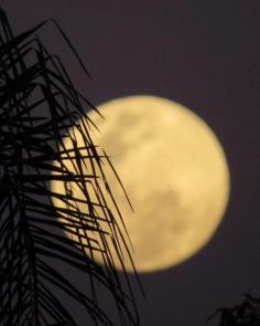 Supermoon, Brisbane, Queensland Taken by @shelleymlloyd 10/08/2014