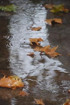 leaves and raindrops