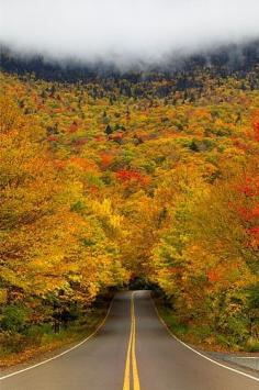 Tree Tunnel in Autumn, Smuggler’s Notch State Park, Vermont, New England, United States. Lets go!!!