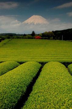 Mount Fuji and Tea Plantation, Shizuoka, Japan