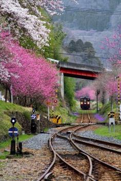 thekimonogallery:  Spring in Japan: train glides/rumbles through the cherry-blossoms