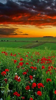 Poppies at Sunset.