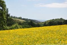 Lost Gardens of Heligan is an incredible garden located in Cornwall, England. This is a view of open fields of flowers looking out to the ocean from a path before it descends back into the forest.