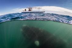 This is an awesome shot of a whale underwater. pic.twitter.com/waRVUxWSP6