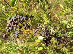 382....Wild Berries in Marshall County  Alabama