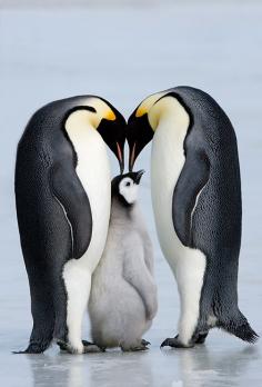 family Emperor Penguin - Thorsten Milse