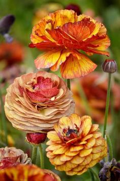 Ranunculus