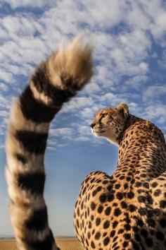 Twitter, Beautiful picture of a Cheetah taken from a great angle! pic.twitter.com/QwmEjJUT3G