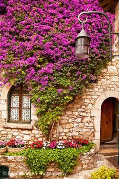 Flowering vines on wall of home in Eze, France | Brian Jannsen Photography    ᘡղbᘠ