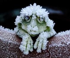 During the cold winters, the Alaskan Wood Frog becomes a frog shaped block of ice. It stops breathing, and its heart stops beating. When Spring arrives the frog thaws and returns to normal going along its merry way! Amazing