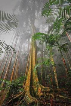 Mount Tamborine Rainforest, South East Queensland, Australia