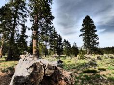 High Sierra Forest at Scott Lake