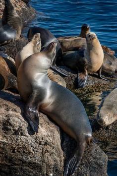 Basking sea lions near Monterey Wharf