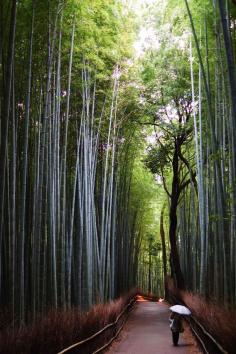 Bamboo Grove, Arashiyama, Kyoto, Japan