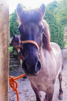 Icelandic Horse.. in Luxembourg. Click to read more on where to find & ride them!