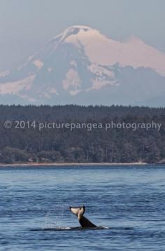 Mt. Baker near Anacortes, WA - Whale Watching with Island Adventures