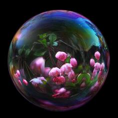 Bubble blossom by mistissimo on Flickr.