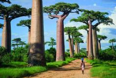 Avenue of the Baobabs, Madagascar | 26 Real Places That Look Like They've Been Taken Out Of Fairy Tales