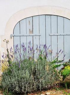 lavender and blue door in  provence