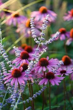 Autumn Flowers - Russian Sage and Coneflowers #russiansage #autumnflowers