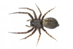 9 Natural Ways To Keep Spiders Out Of Your Home