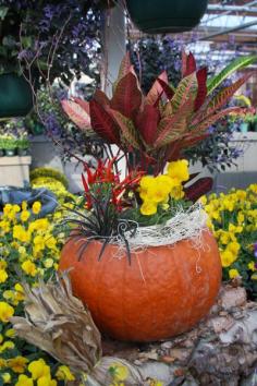 pumpkin planter ideas