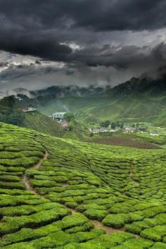 Green Tea Fields  Factory - Fujian Province, China.  I've always wanted to visit an area where tea comes from.