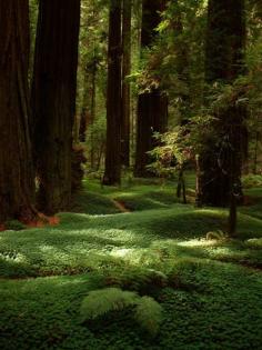 Forest Floor, The Redwoods, California