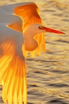 Twitter, Great Egret in flight at sunset, such a beautiful bird by Graham Owen pic.twitter.com/dlwEdATi4z