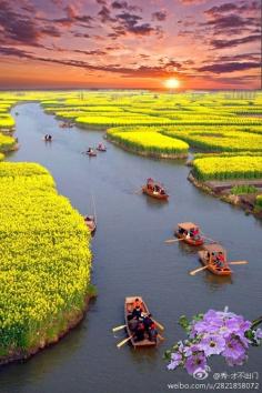 Canola Fields, Xinghua, China photo via amanda