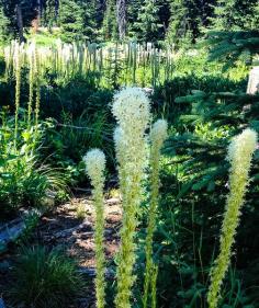 Bear grass near Lily Lake on Elk Meadows Road in Lolo National Forest, Idaho