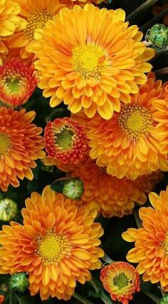 Mums - Classic fall flowers #mums #fallflowers