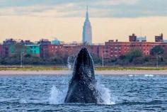 Humpback Whale (named Jerry) by the New York Post. Doing some sightseeing