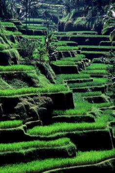 Terraced rice fields - Tegalalang, Bali, Indonesia