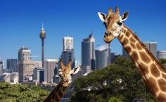 Adorable Zoo Animals You MUST See! From feeding giraffes in Tampa Bay to spending time with the kangaroos at Steve Irwin's beloved Australia Zoo, our Budget Travel audience shares their all-time favorite zoos and animal encounters. Plus, more adorable zoo animals you won't want to miss!