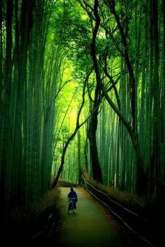 Bamboo Path - Arashiyama, Kyoto, Japan