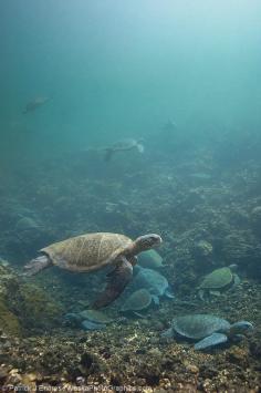Galapagos Green sea turtle, Isabella Island, Galapagos Islands, Ecuador.