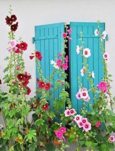 Hollyhocks and blue shutters in Ile de Re, France