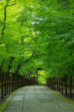 Path of fresh green - Komyo-ji Temple, Nagaokakyo, Kyoto, Japan
