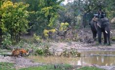 Shashi the Bengal #tiger in #India - photo C Satyendra Tiwari