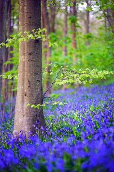 Bluebells in Friston Forest by Alan MacKenzie