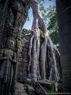 Ta Prohm Temple - Angkor Wat, Siem Reap, Cambodia